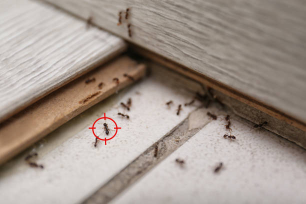 Best Commercial Pest Control Services  in Poquott, NY