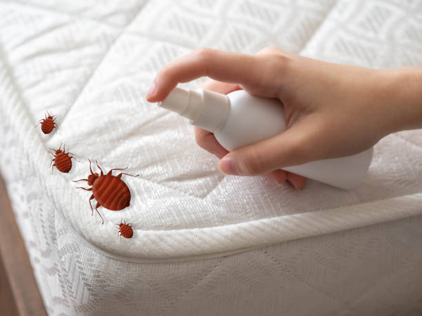 Best Affordable Pest Control Services  in Poquott, NY