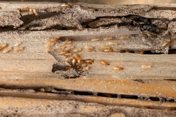 Best Flea Control Services  in Poquott, NY
