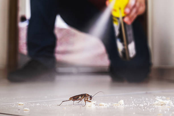 Best Flea Control Services  in Poquott, NY