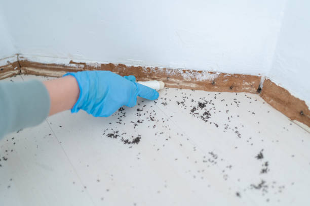 Best Pest Inspection Near Me  in Poquott, NY